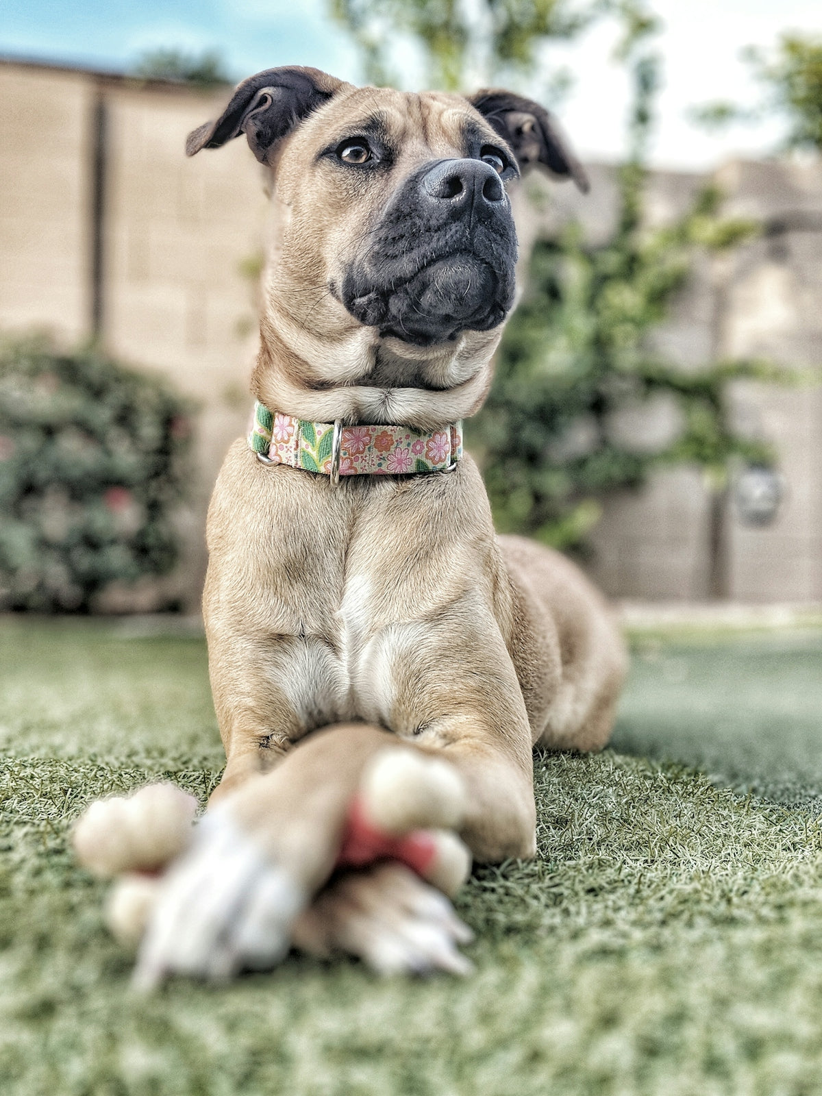 brown dog lying on gray concrete floor