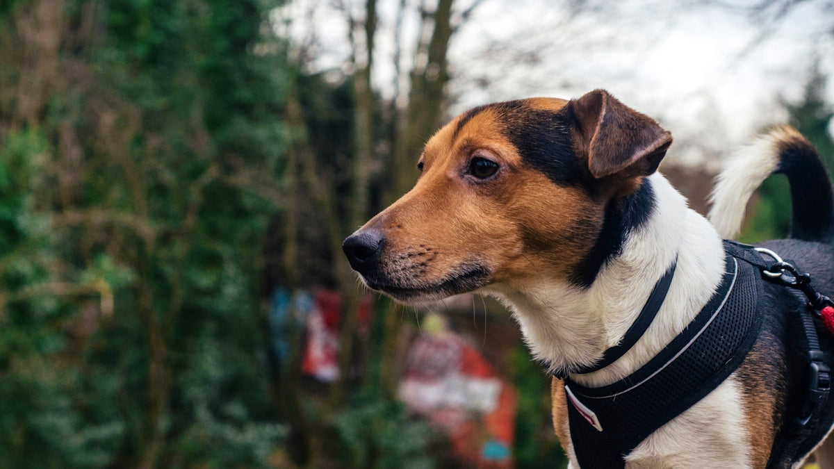 brown white and black short coated dog