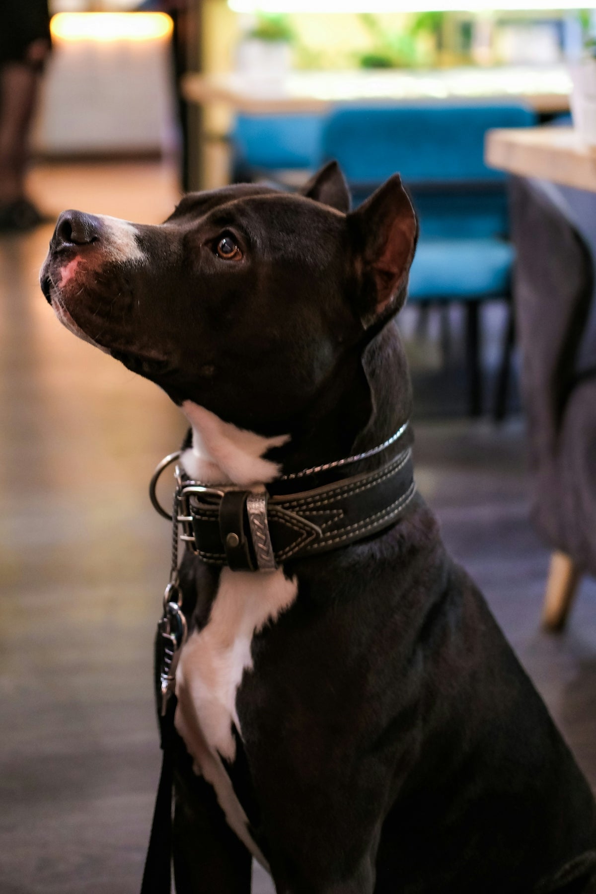 black and white short coated dog