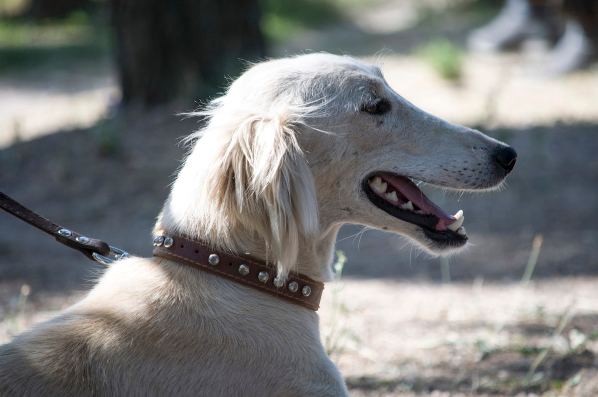 a close up of a dog on a leash