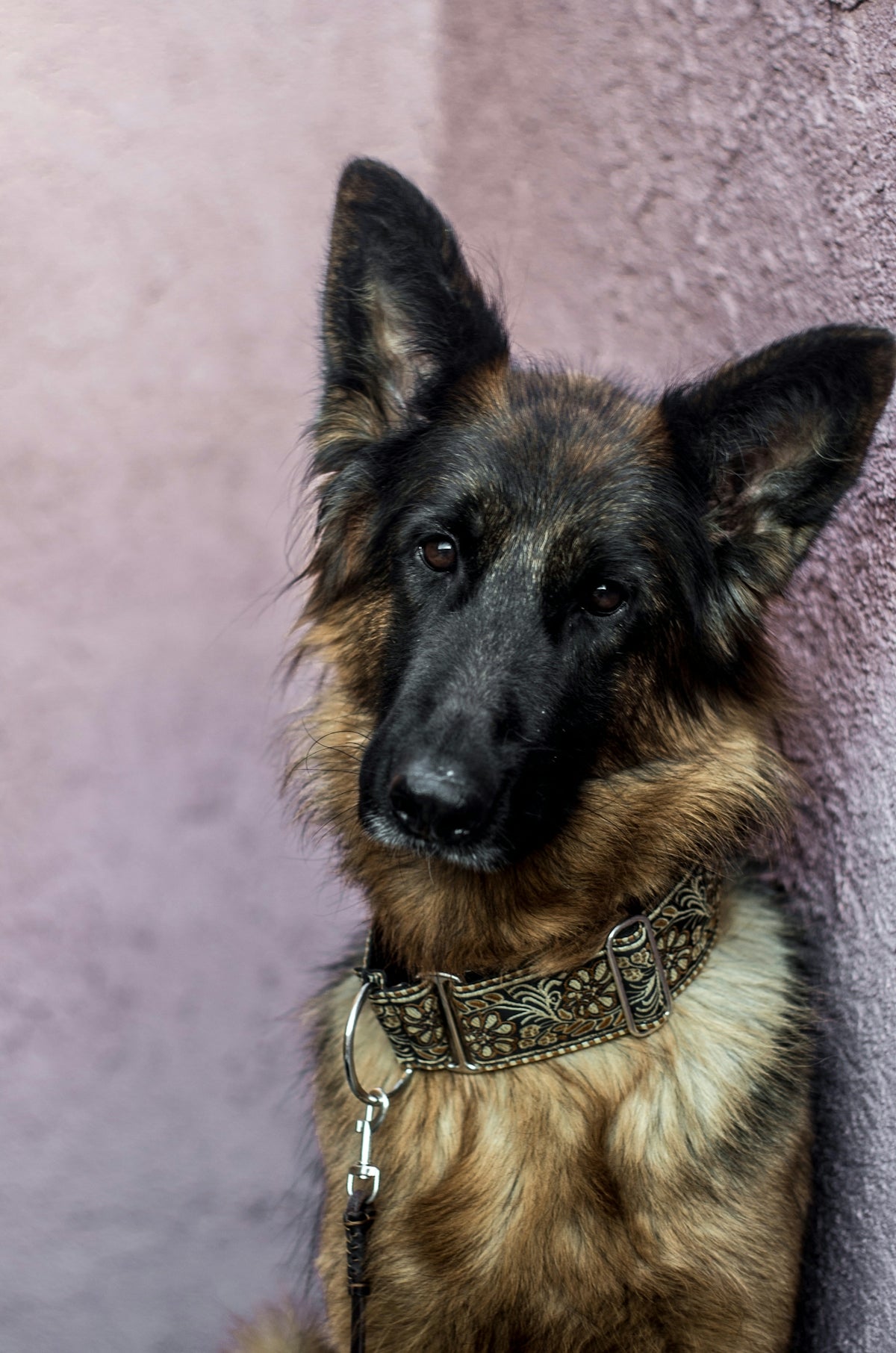 A german shepherd dog sitting in front of a purple wall