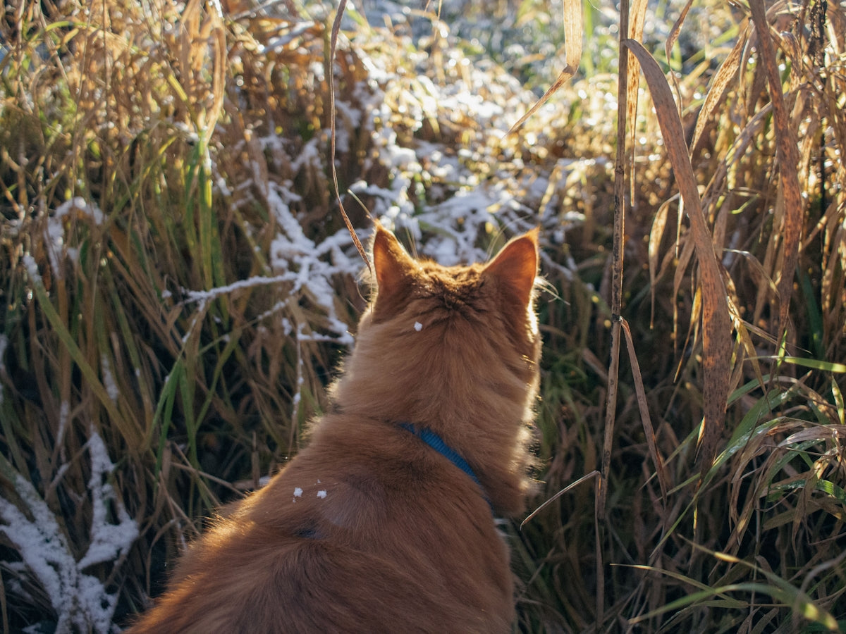 A cat sitting in a field of tall grass