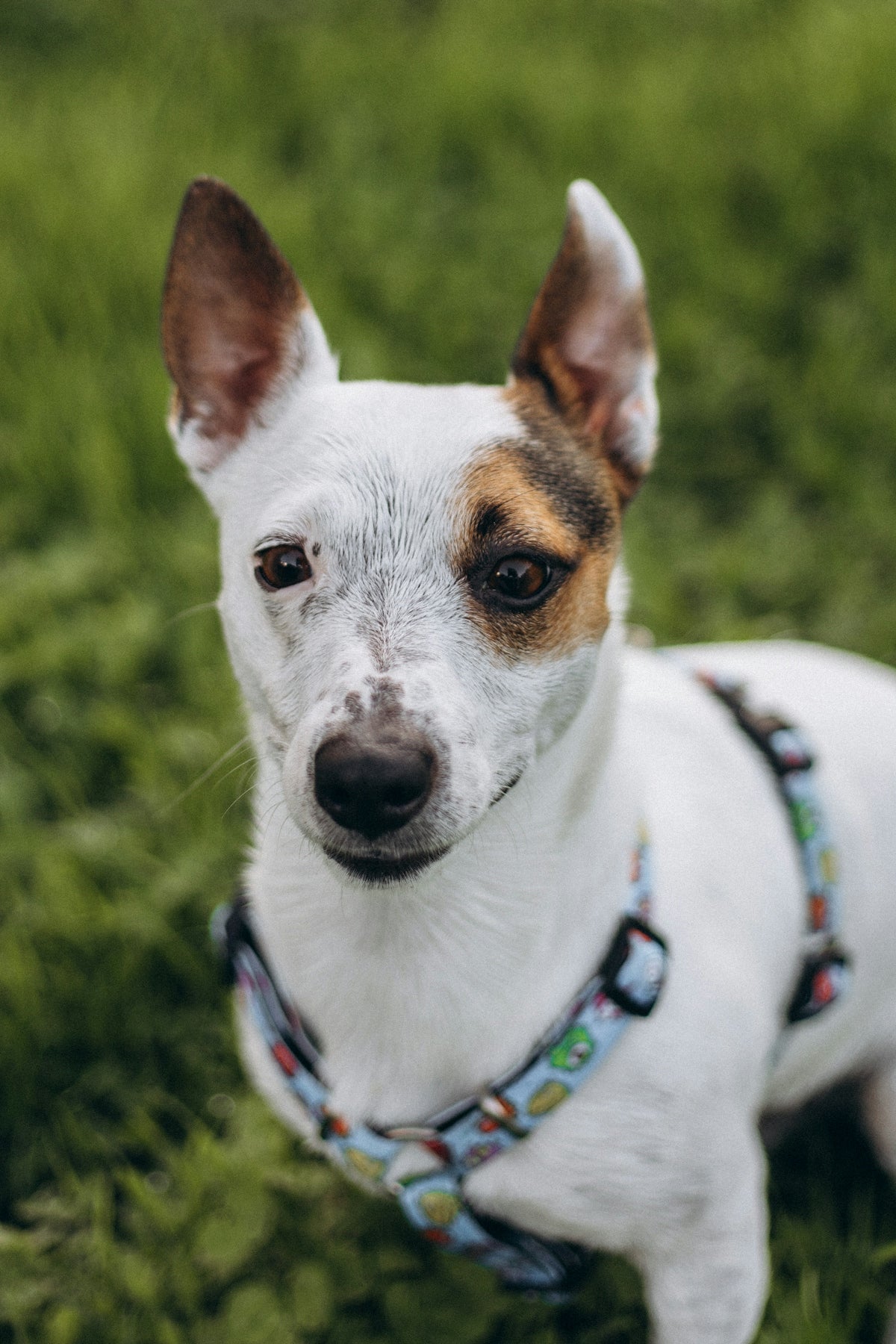 A small white and brown dog laying on top of a lush green field