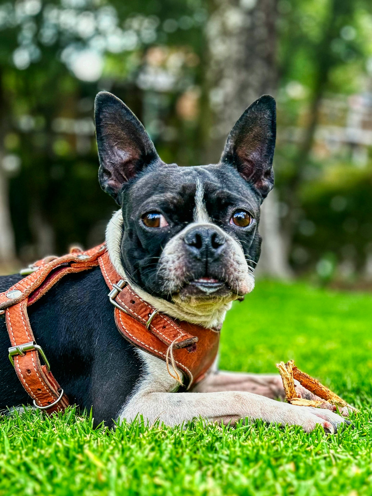 A small black and white dog laying in the grass