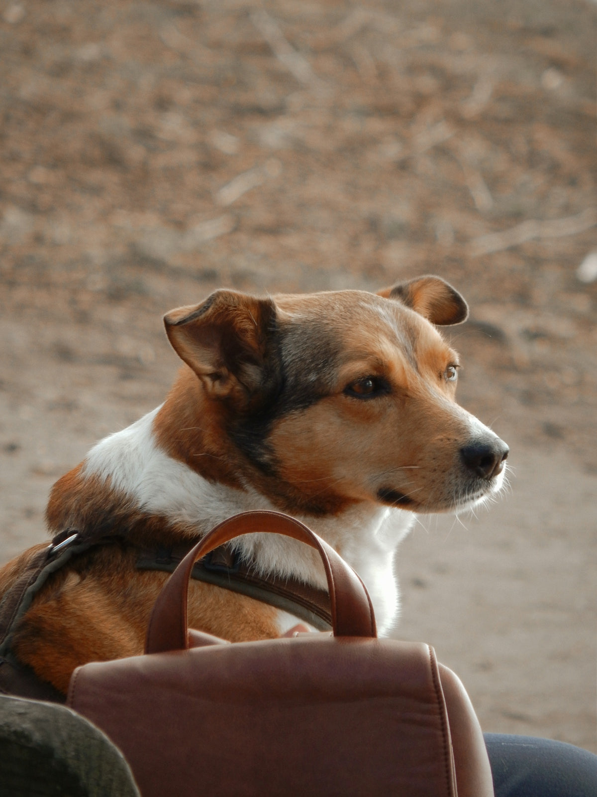 A brown dog sits beside a handbag.