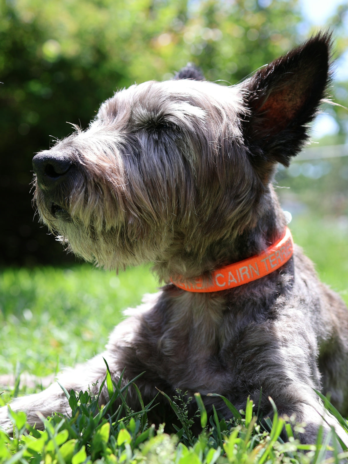 Dog with orange collar lies in green grass, eyes closed.
