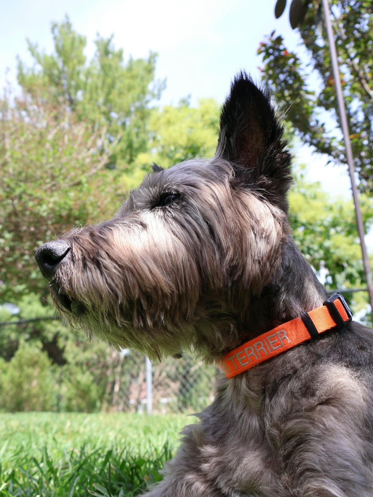 A shaggy terrier dog wearing an orange collar outdoors.