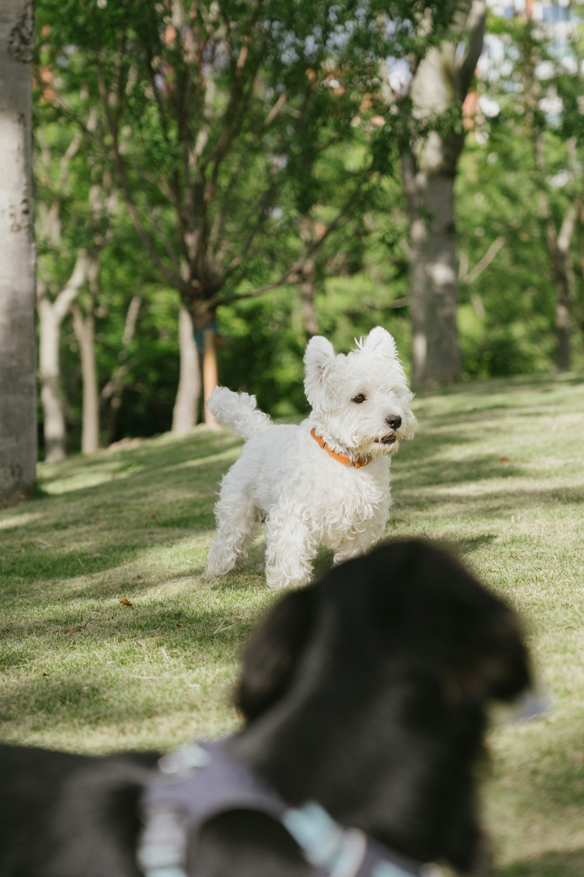 White dog stands on a sunny grassy slope.