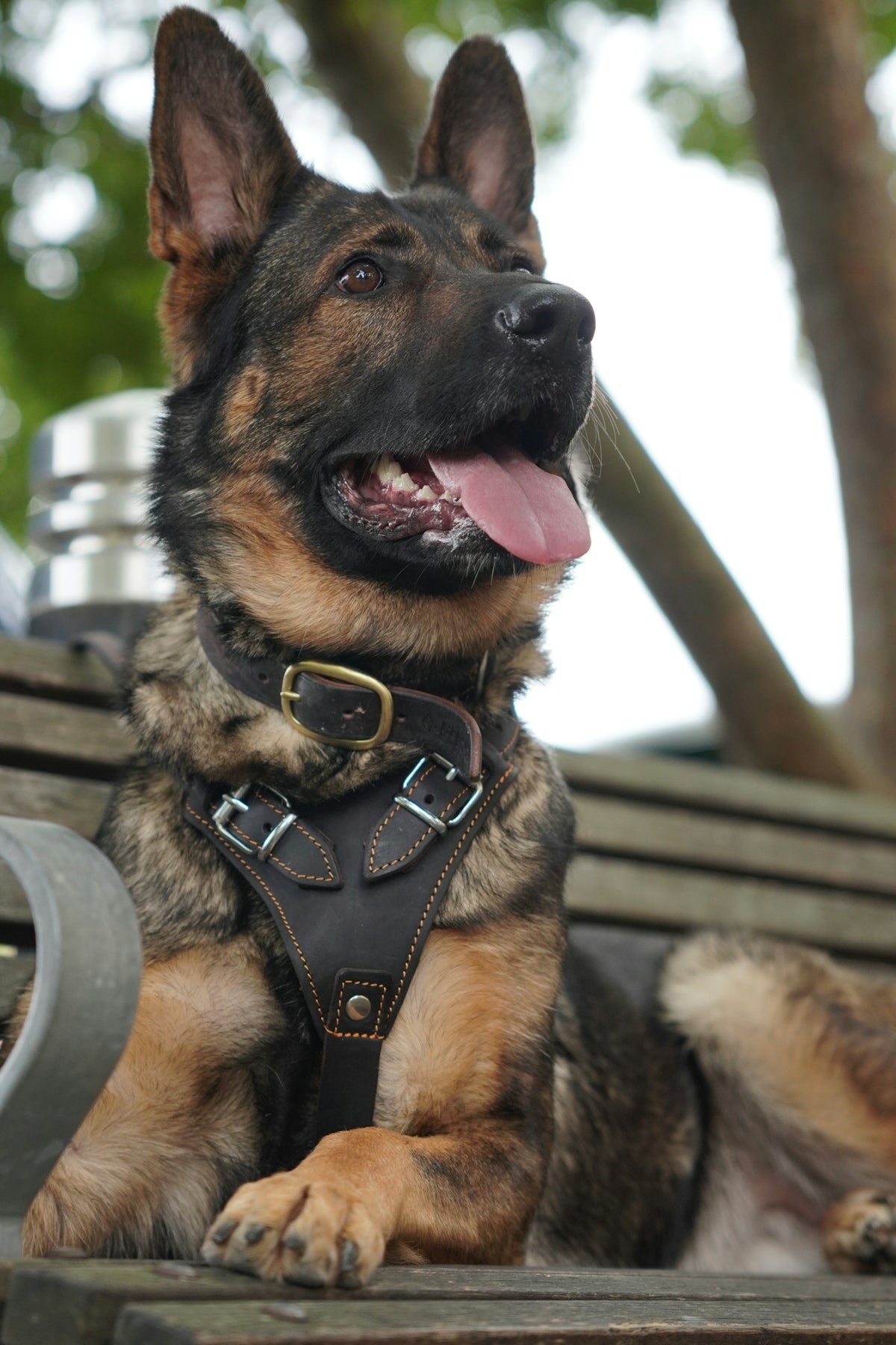 A German shepherd dog wearing a leather harness on a wooden park bench
