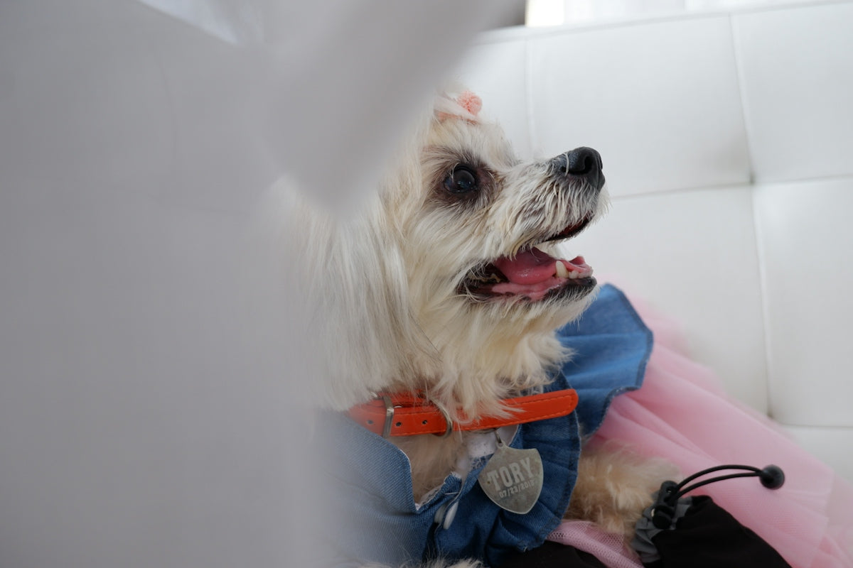 A small white dog wearing a denim dress and pink tutu on a white surface