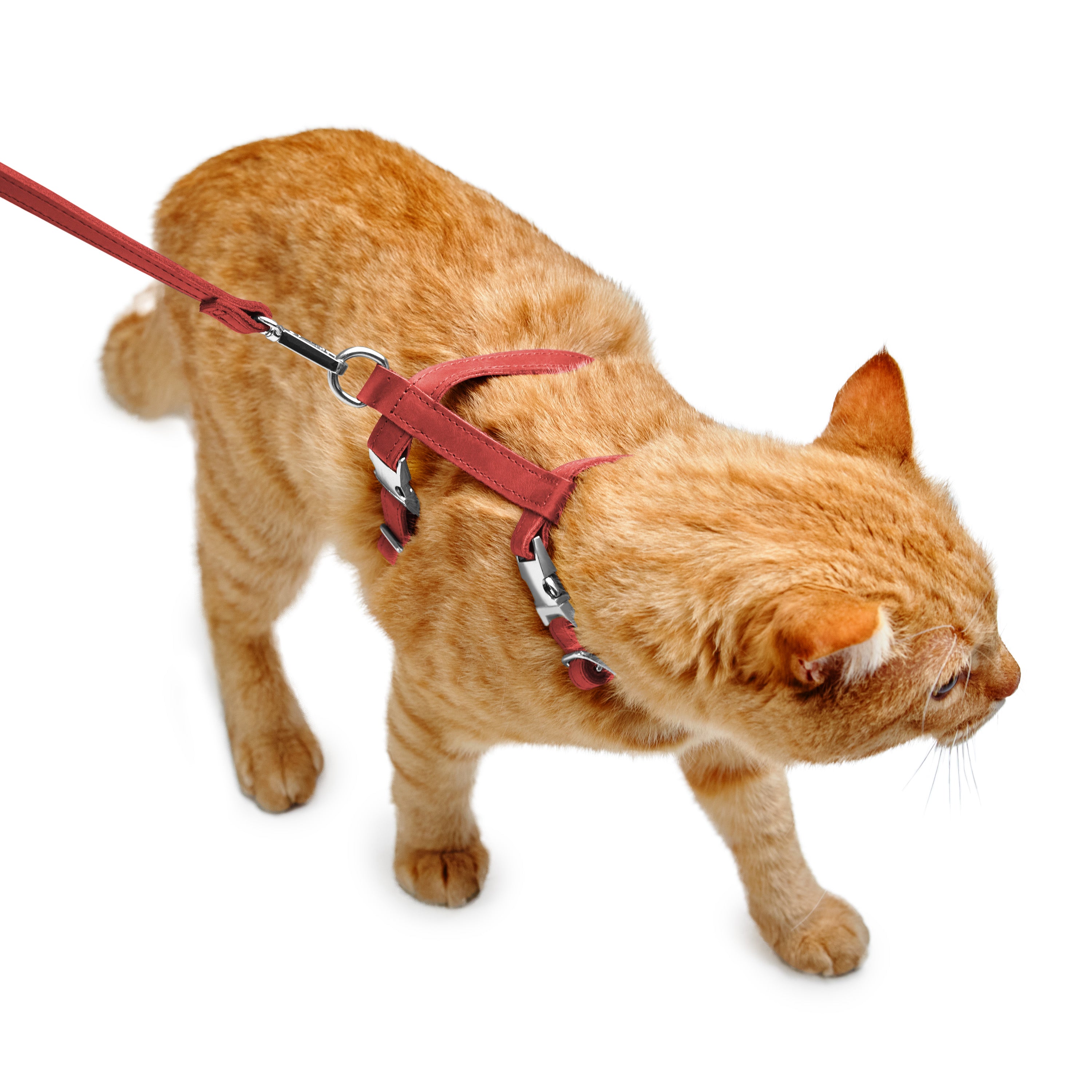 Embossed Leather Cat Harness