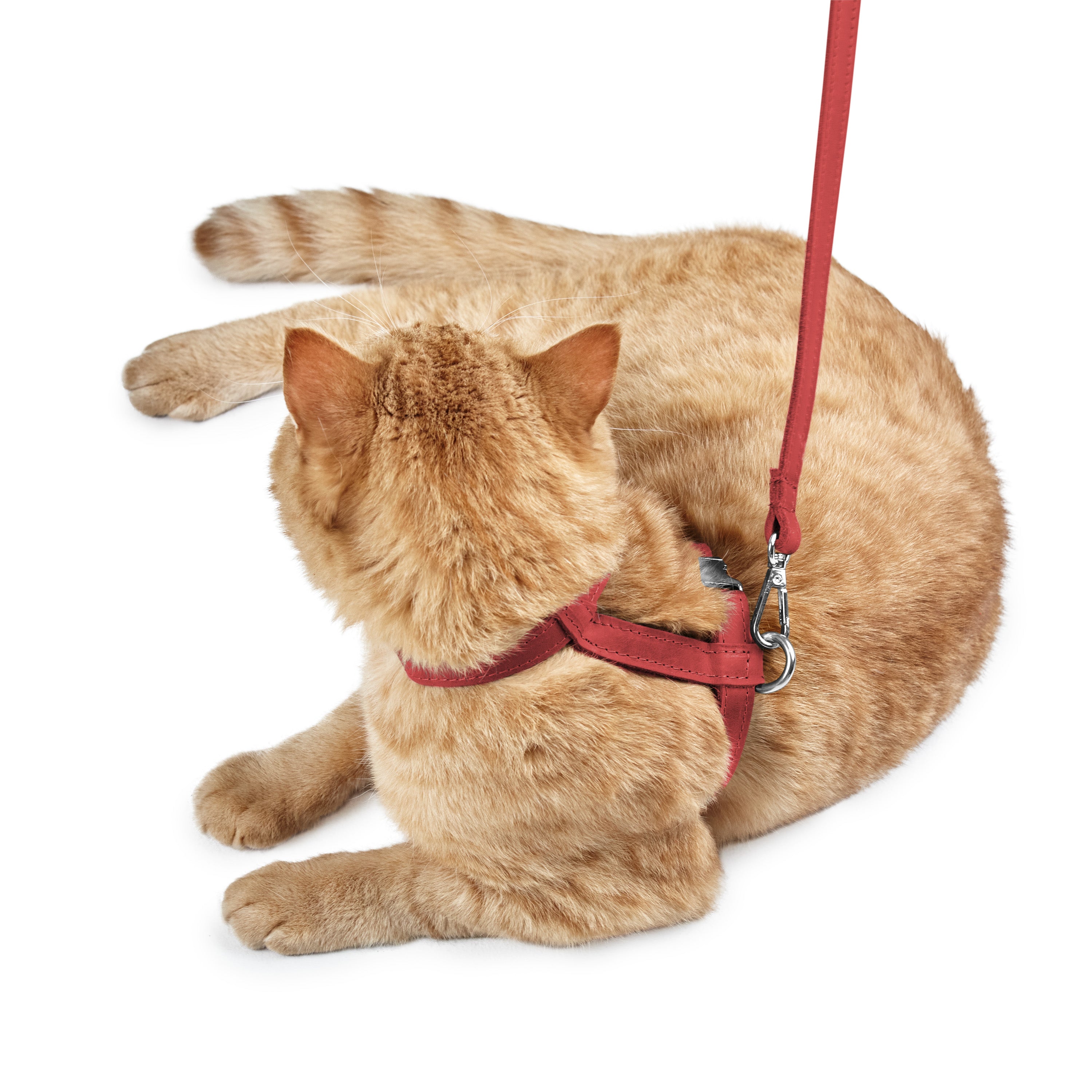 Embossed Leather Cat Harness