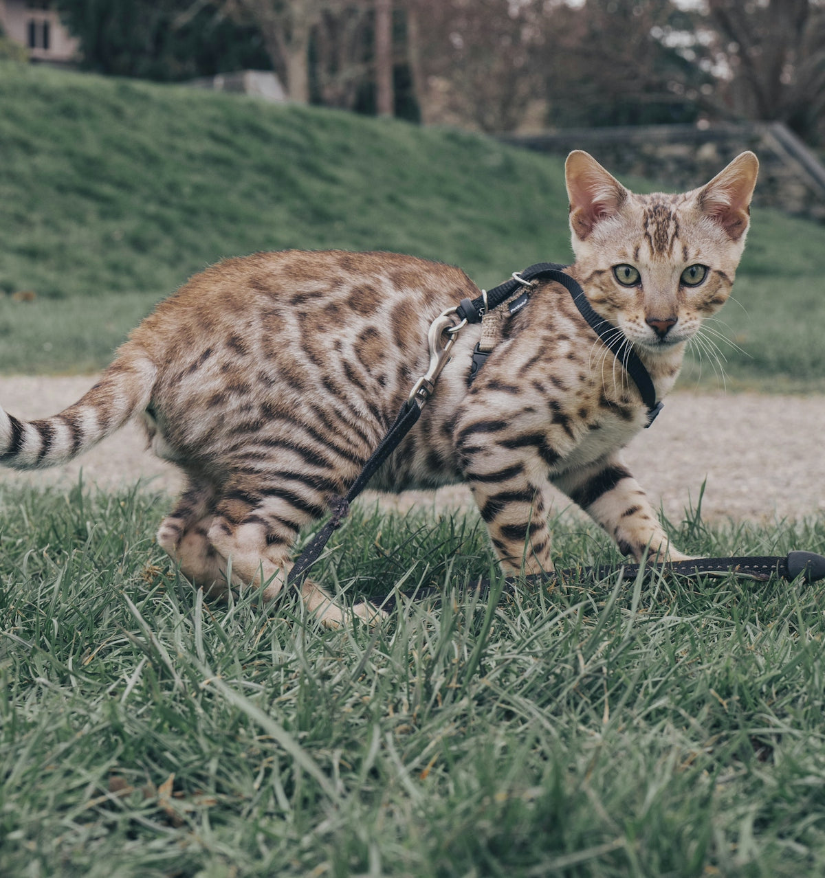 a cat walking across a grass covered field