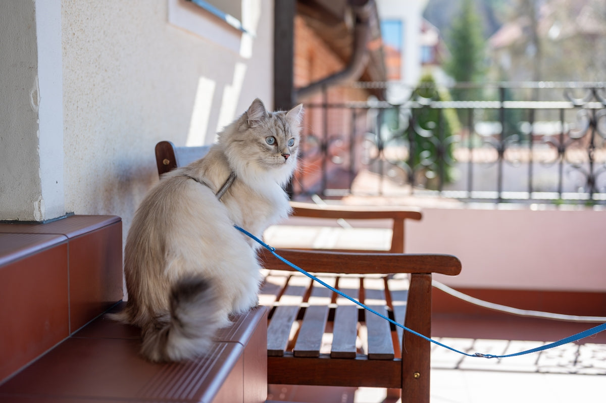 a cat sitting on a chair