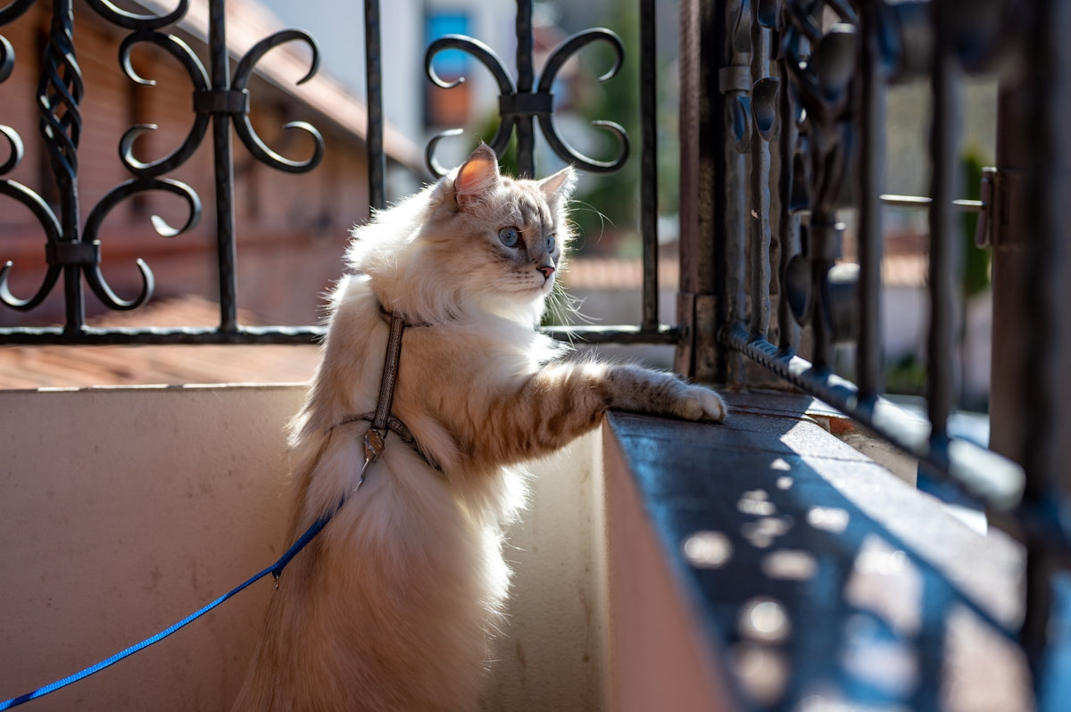 a cat on a leash