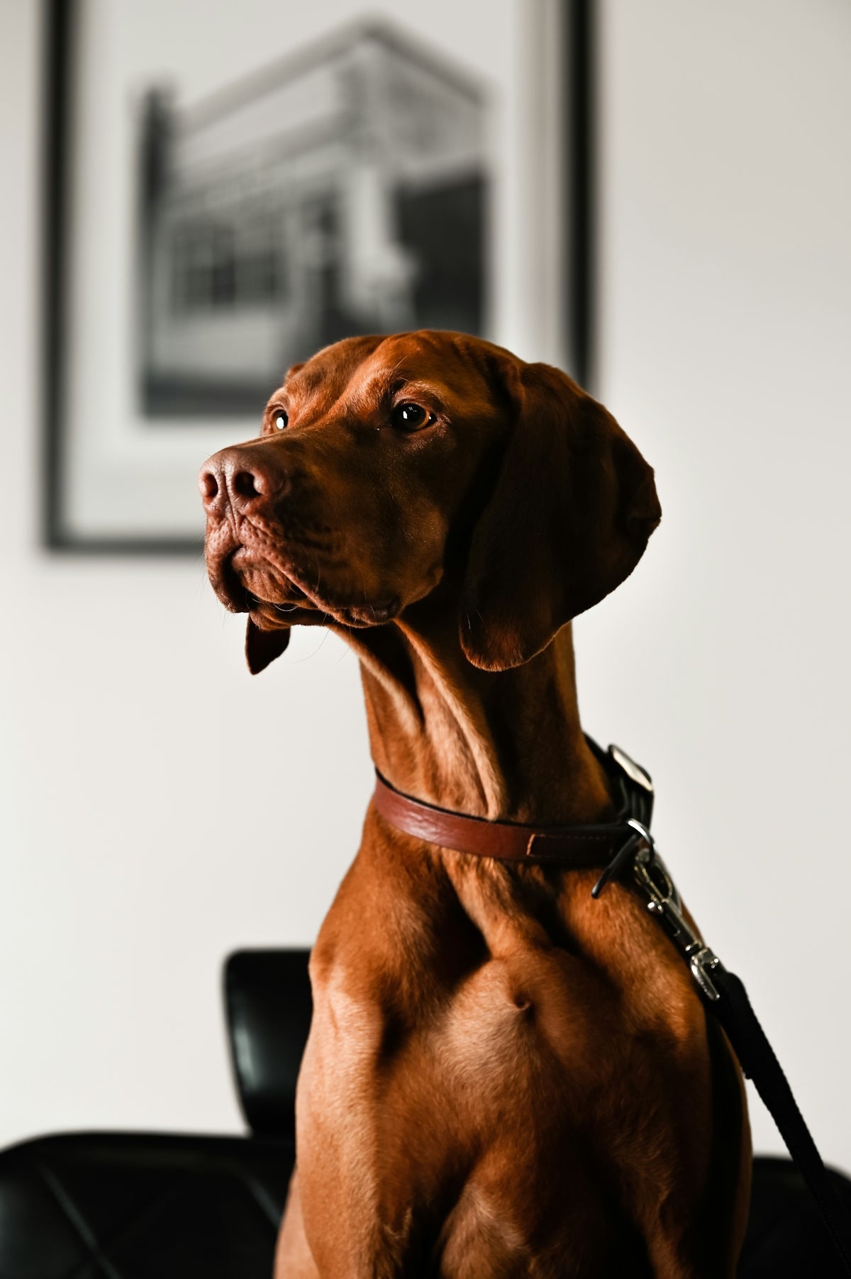 a dog sitting on a chair