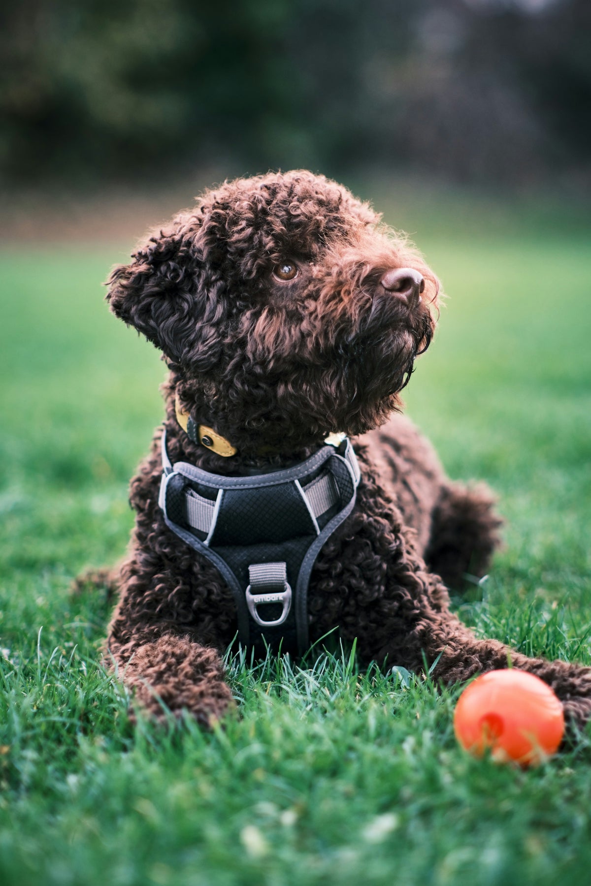 a dog wearing a vest and a hat