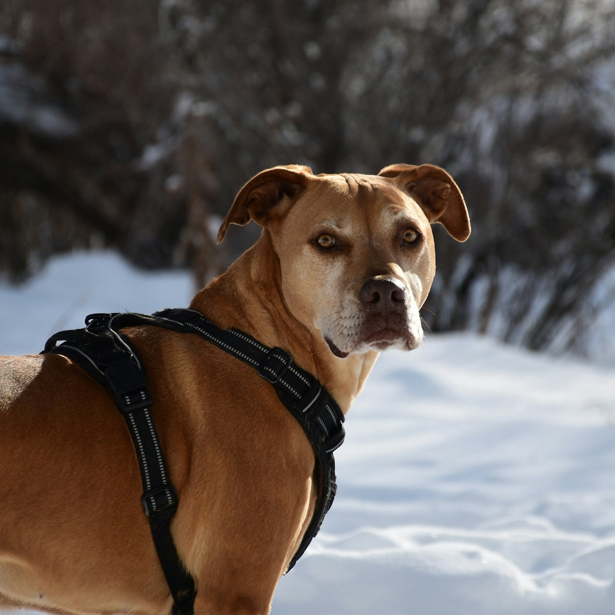 a dog standing in the snow wearing a harness