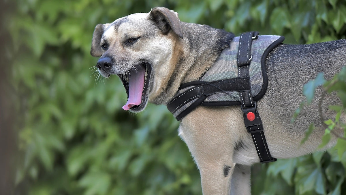 a dog with its mouth open and it's mouth wide open