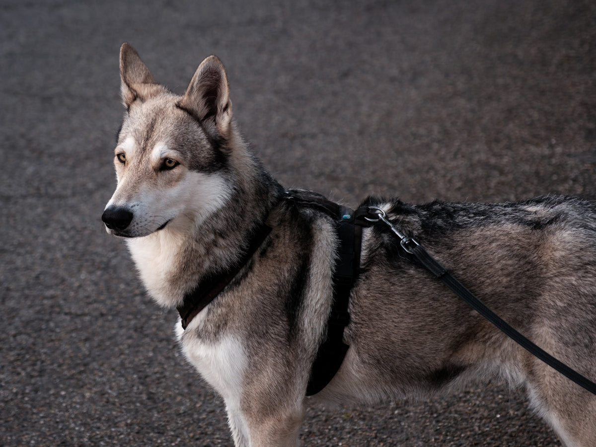a dog with a leash standing on a street
