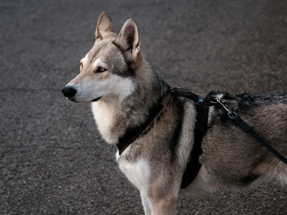 a close up of a dog on a leash