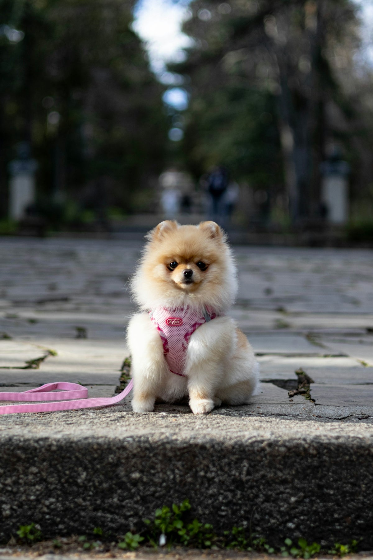 A small dog sitting on a sidewalk with a leash