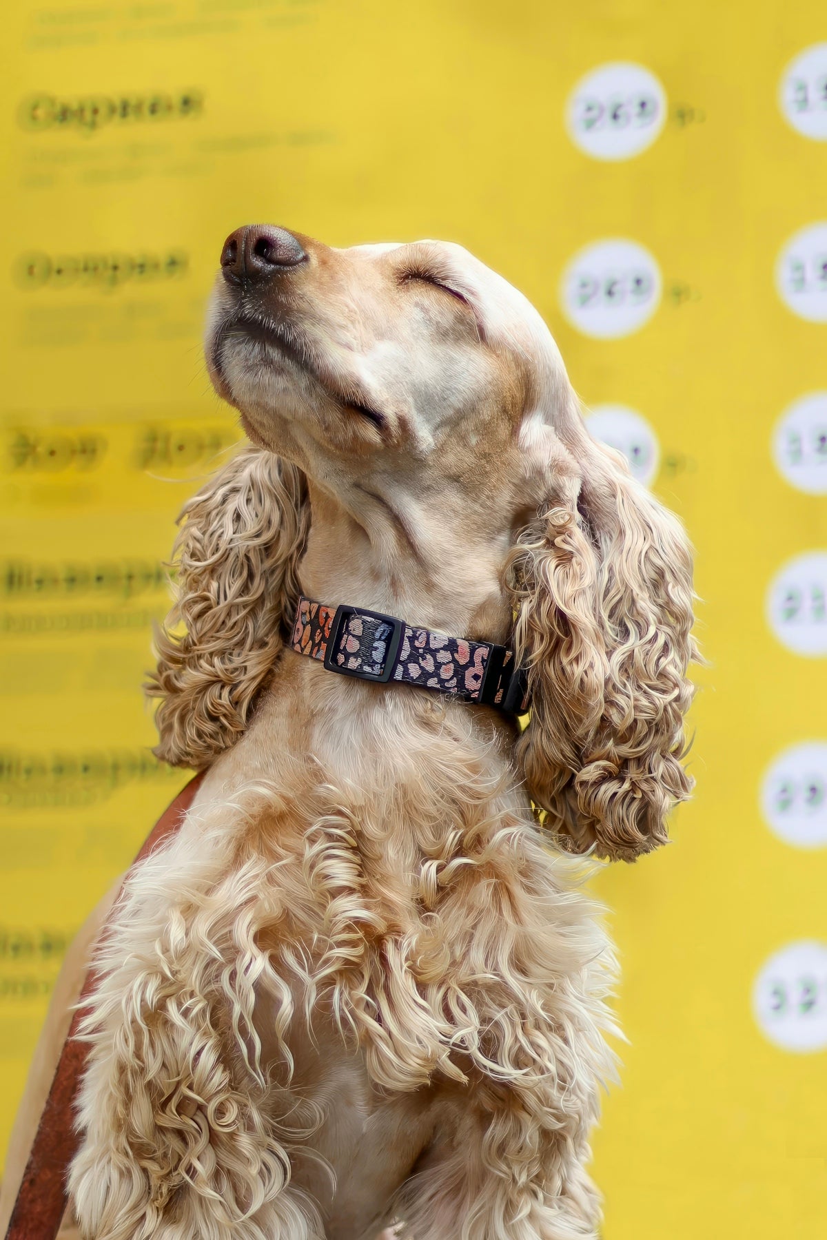 A dog is sitting and looking up at the sky