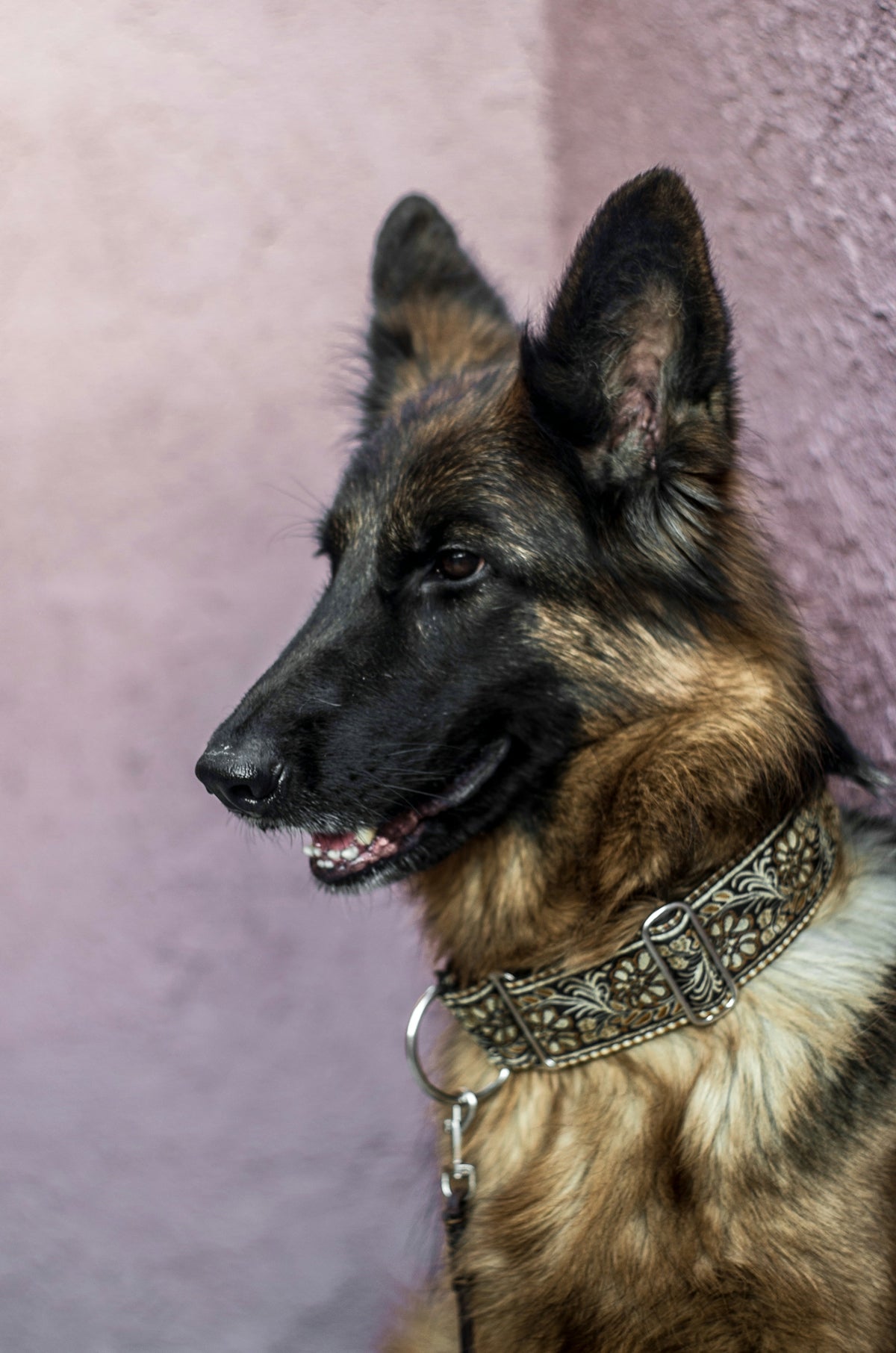 A brown and black dog sitting next to a purple wall