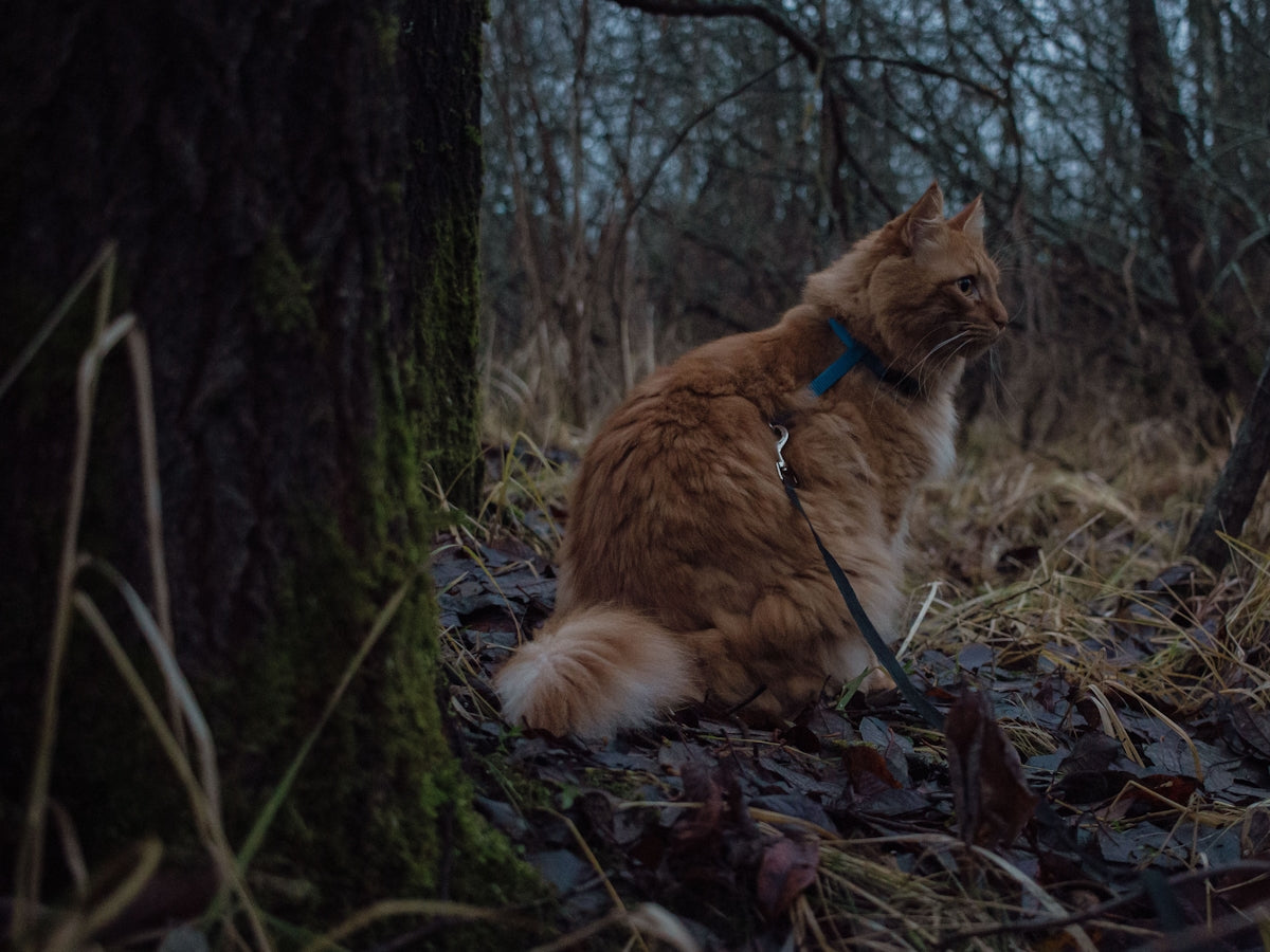 A cat sitting on the ground in the woods