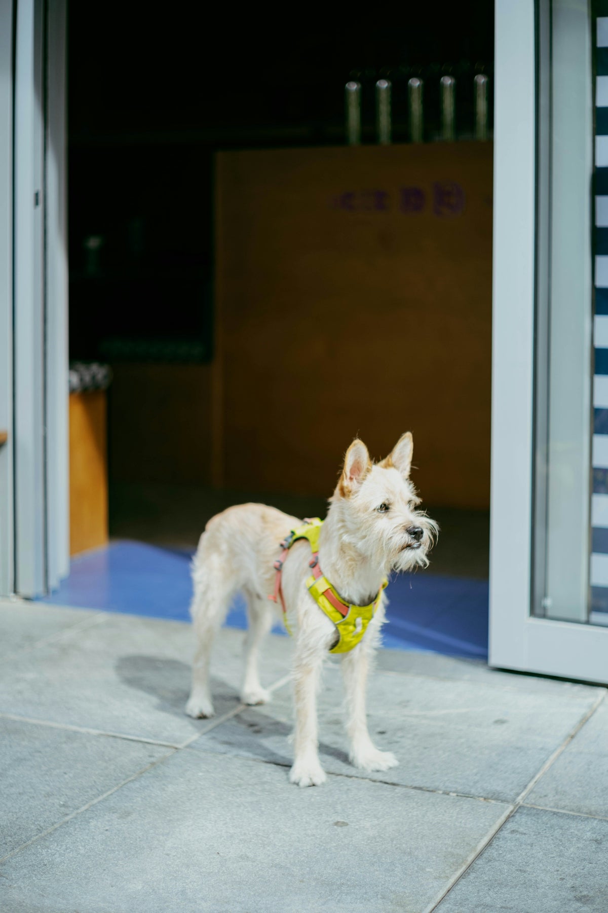 A small white dog wearing a yellow harness stands outside.