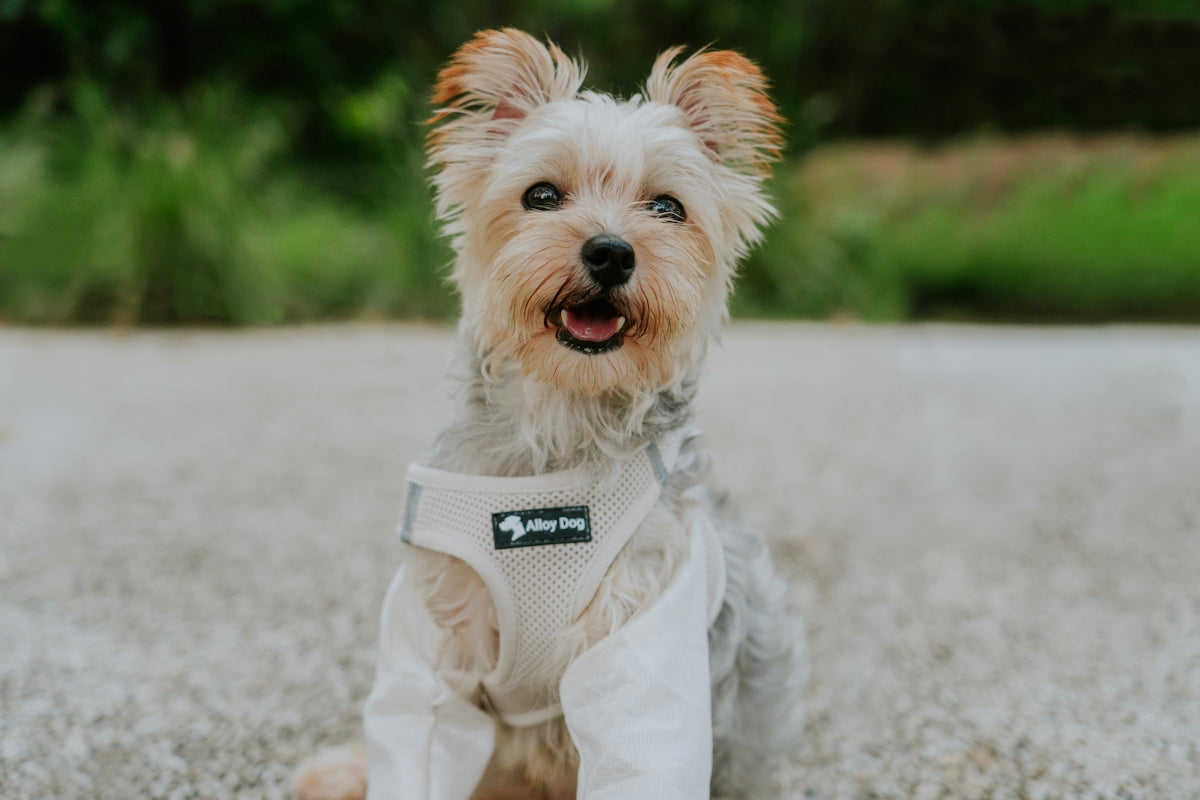 A happy yorkshire terrier wearing a harness outdoors