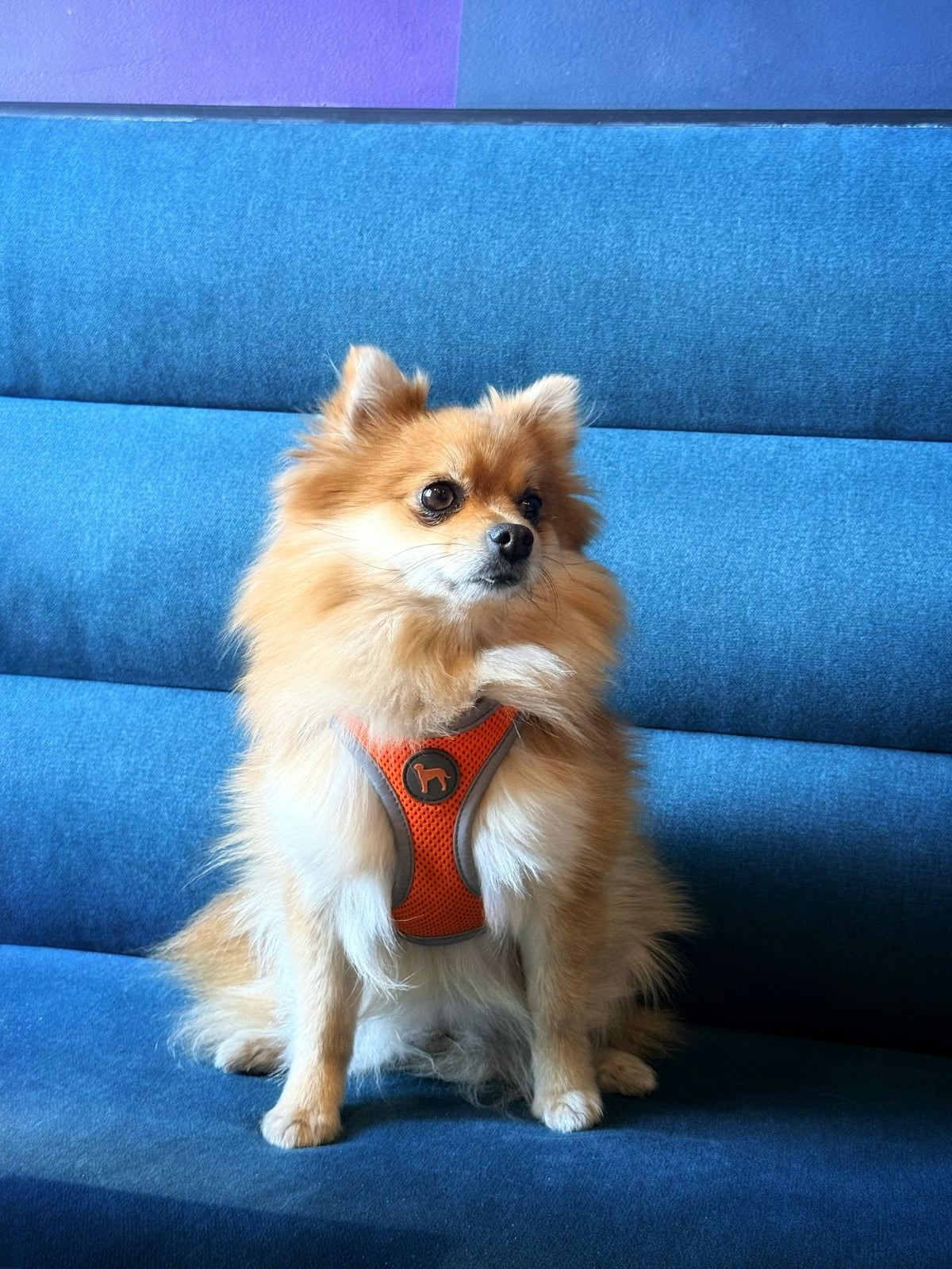 A fluffy pomeranian dog sits on a blue couch.