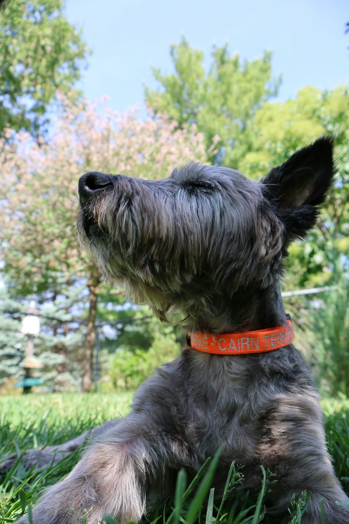 Grey dog with orange collar lies on grass, looking up.