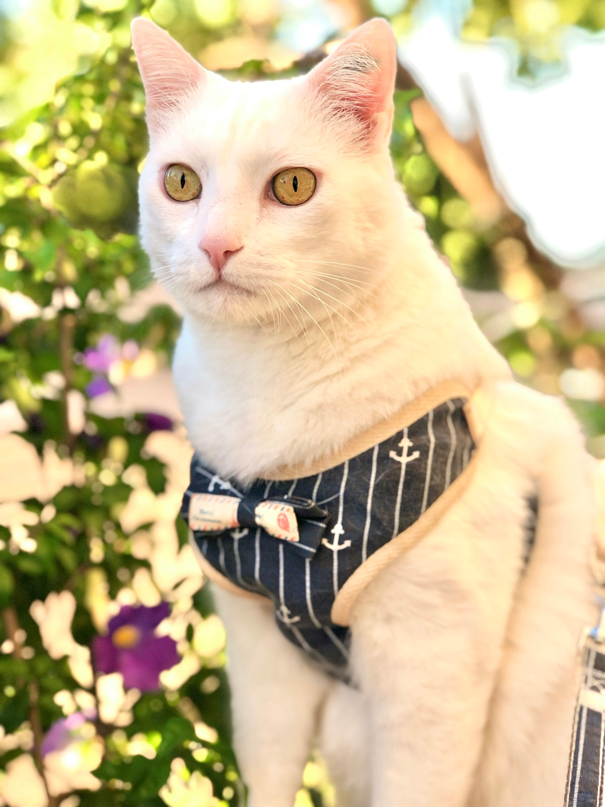 White cat wearing a nautical harness with green foliage