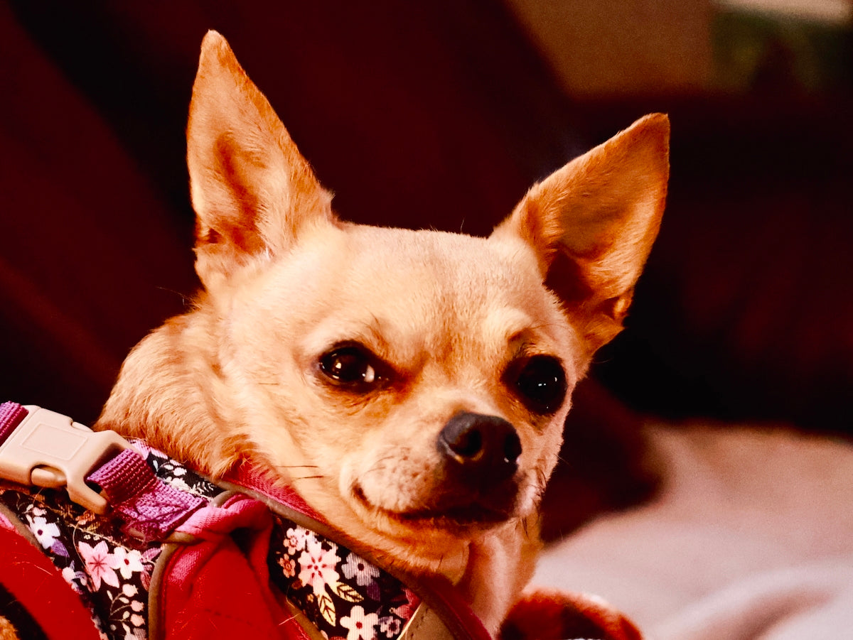 A small chihuahua dog with large ears looking forward.