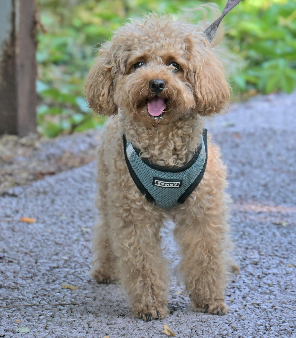 A cute brown poodle dog wearing a harness outdoors