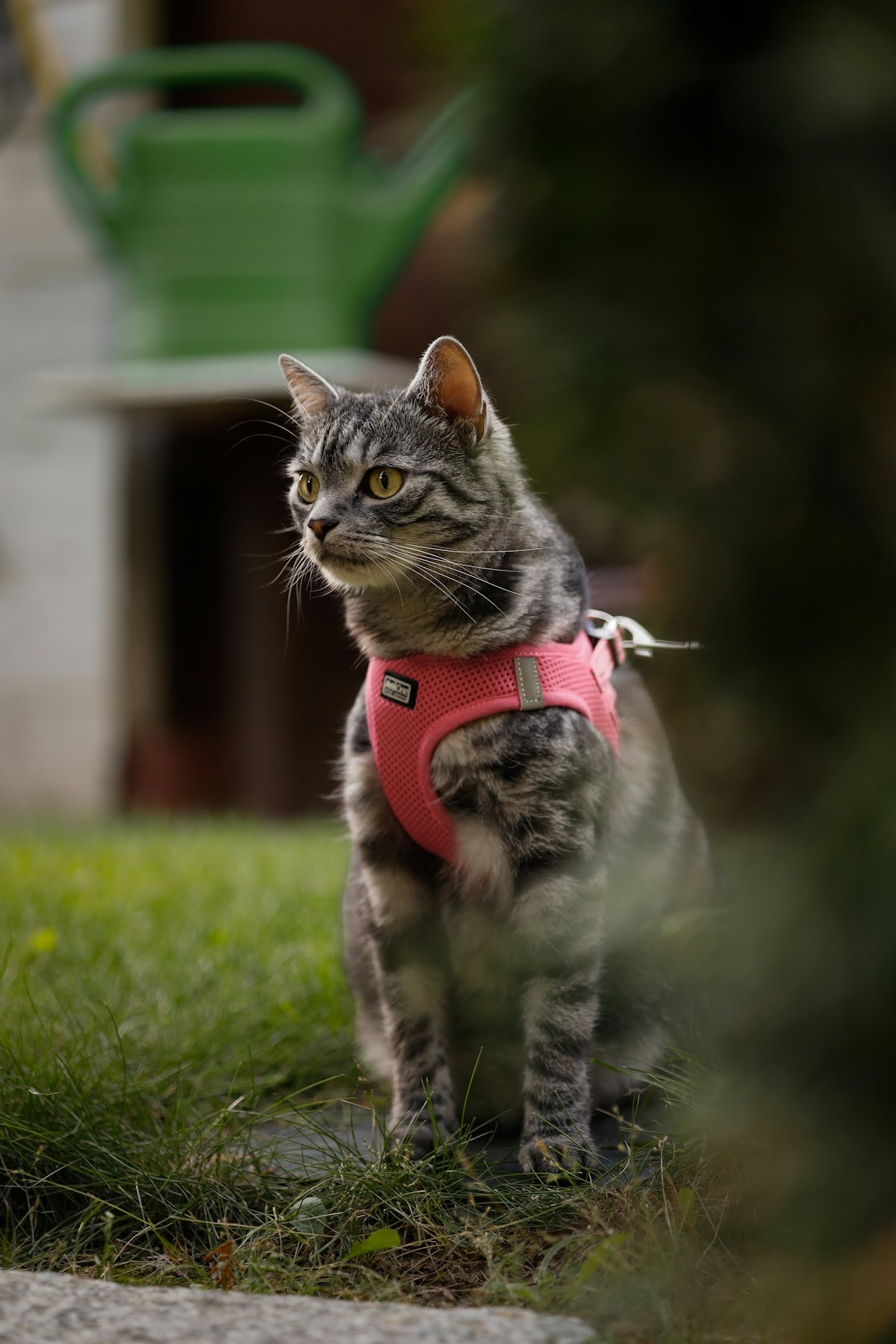 A grey tabby cat wearing a pink mesh harness on a green lawn